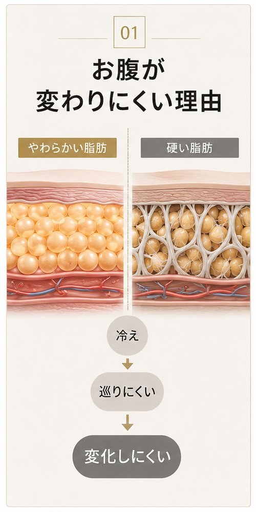 01 お腹が変わりにくい理由:やわらかい脂肪と硬い脂肪の断面比較。冷え→巡りにくい→変化しにくい/02 まずは温める:MystiCoreの高周波でお腹を深部加温、じんわり温める/03 温めて、ほぐして、流れやすい状態へ:硬い状態→高周波→やわらかい状態、体型管理しやすい状態へ